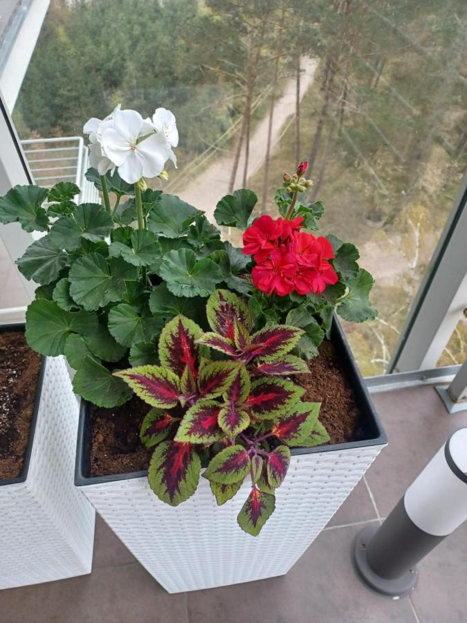 Apartament Z Widokiem Na Morze 드지우노웨크 외부 사진